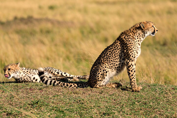Gepard in Afrika, Kenia © AIDAsign