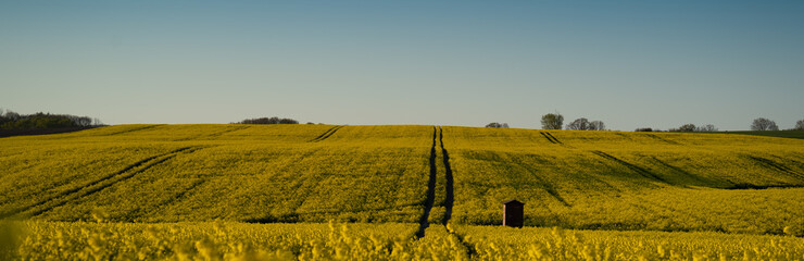 Rapsfeld