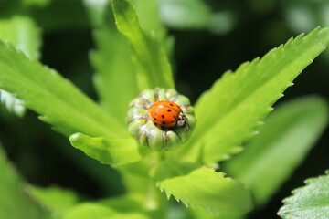 A ladybug is sunbathing on a bud of a daisy