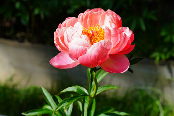 Coral  orange pink peony flower in bloom © eqroy