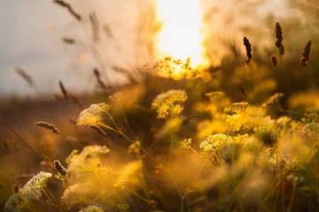 Poster Wilde grassen aan de zeekust bij zonsondergang. Macrobeeld, ondiepe scherptediepte. Mooie herfst natuur achtergrond © smallredgirl