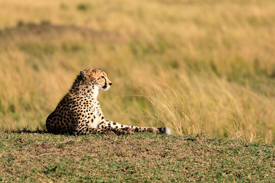 Geparde in der Masai Mara in Kenia