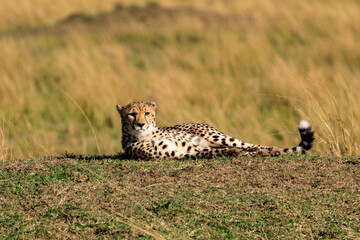 Safari an der Masai Mara in Kenia, Afrika. 