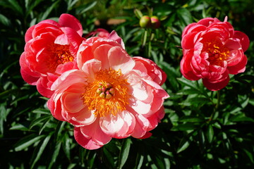 Coral  orange pink peony flower in bloom © eqroy