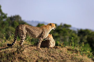 Fototapeta na wymiar Safari an der Masai Mara in Kenia, Afrika. 