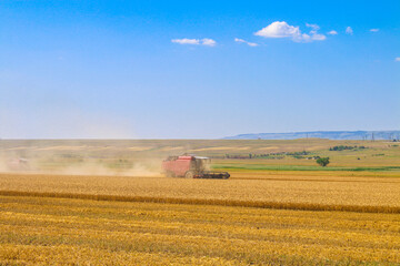 Combine harvester agriculture machine harvesting golden ripe wheat field.