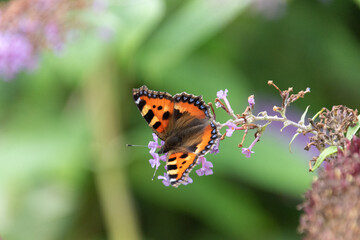 red admiral butterfly on pink flower garden in summer