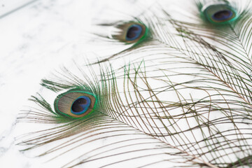 Obraz premium Peacock Feathers