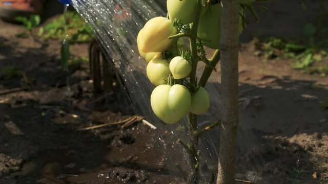Tracking shot of watering ripe tomatoes in the garden