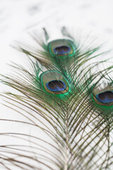 Obraz premium Peacock Feathers