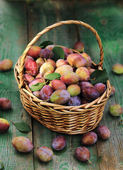 Fresh ripe plums in a basket on a wooden table in the garden.