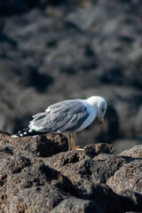 Gaviota con la cabeza agachada con el mar de fondo 