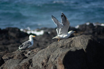 Una gaviota y otra alzando el vuelo cerca del mar 