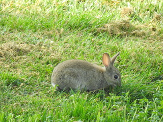 The rabbit is eating grass