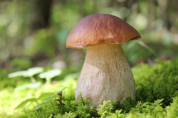 Boletus edulis edible mushroom in the forest. Fresh edible mushrooms. Close-up.