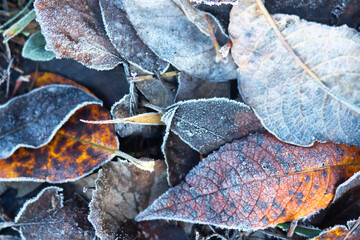 Autumn background. Close-up view of fallen foliage. Hoarfrost on leaves. Blackened leaves. 