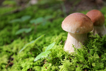 Boletus edulis edible mushroom in the forest. Fresh edible mushrooms. Close-up.