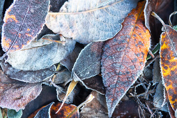 Fall scenery. Fallen foliage. Foliage on ground. Morning hoarfrost. Covered ground.