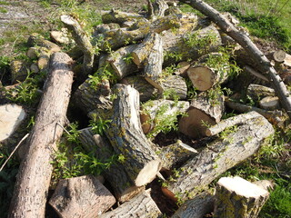 Thick tree branches cut into smaller pieces