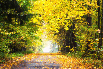 Obraz premium Beautiful fall landscape. Rural road.