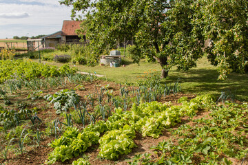 Fototapeta na wymiar jardin potager dans une maison