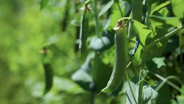 Pods of green peas on a branch in the sun