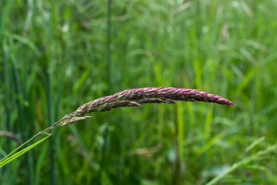 The Common Velvet grass which is native to Europe but considered an invasive species in the US.