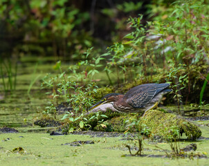 Green Heron Fishing on the Pond