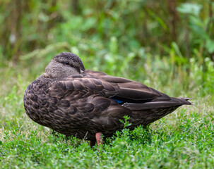 American Black Duck Resting on the Green Grass