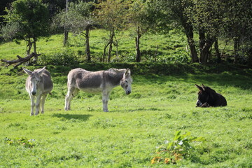 donkey in the field