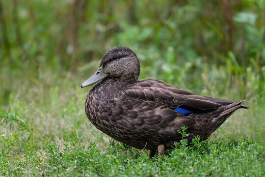 American Black Duck Resting on the Green Grass