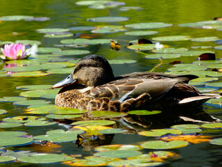 brown female mallard duck in closeup view on green lake with colorful water lilies around.  Anas platyrhynchos. bright green foliage and water plants. wildlife in public park in city setting.