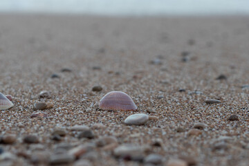 Concha preciosa sobre playa de pequeñas piedras en el mar mediterráneo