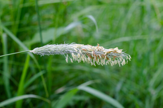 Head of the Field Meadow Foxtail awaiting seed dispersal.