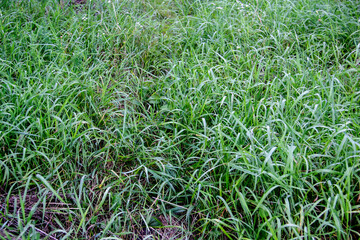 Green grass texture for background