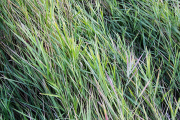 Green grass texture for background