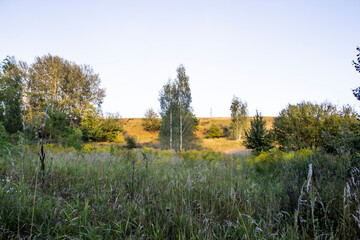 Fototapeta premium Beautiful landscape of grass field with birch tree and with sun ray in the Nikontsy village Sumy region, Ukraine.