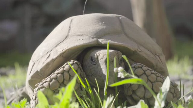 Close up to tortoise sunbathing, Geochelone chilensis