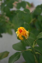 Obraz premium yellow rose