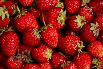 Background from organic strawberry. Close up, top view. Harvest concept.