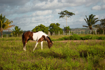 horse in the field