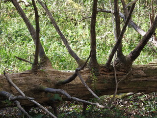 A fallen tree with numerous branches without leaves