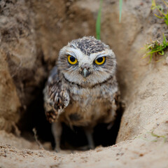 Burrowing Owl (Athene cunicularia) sitting in the nest hole  in the Netherlands