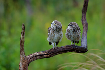 Burrowing Owl (Athene cunicularia) sitting on a branch in the Netherlands
