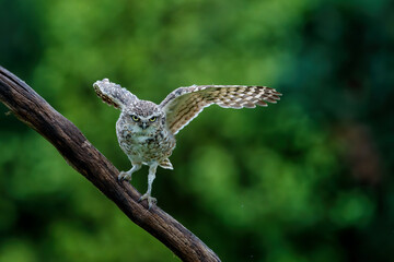 Burrowing Owl (Athene cunicularia) sitting on a branch in the Netherlands