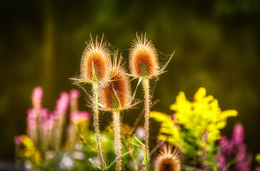 Thistles and Weeds line the bank of the pond at my Father in law's house in Upstate NY