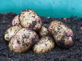 Kestrel potatoes after being harvested from container gardening