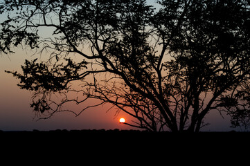 silhouette of tree at sunset