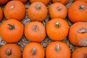 Orange pumpkins on a pumpkin patch. View from above 