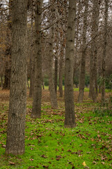 Photographs taken in Santiago de Chile Park